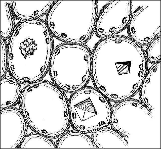 PSM_V21_D307_Cross_section_of_petiole_with_crystals_in_the_cells